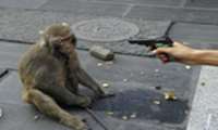 رفتار زشت مرد چینی با یک میمون 