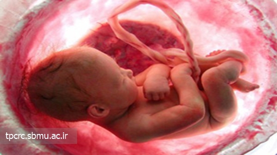 اثرات مخرب نیکوتین، آدرنالین جنین، 