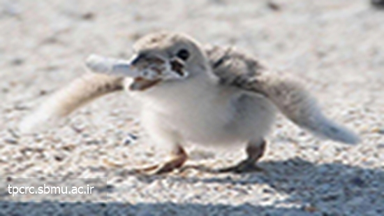 ته سیگار خوراک پرندگان دریایی، 