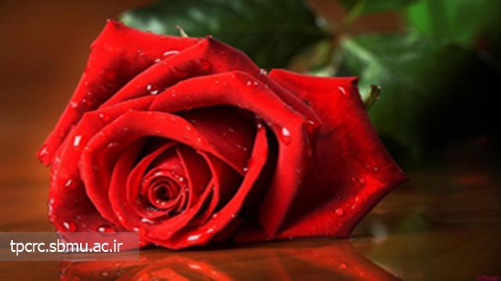 اهدا گل به جای سیگار 