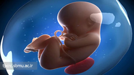 مصرف سيگار و كبد جنين، 