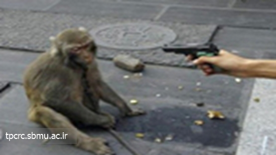 رفتار زشت مرد چینی با یک میمون 